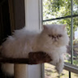 Meet your Posher, Shifra